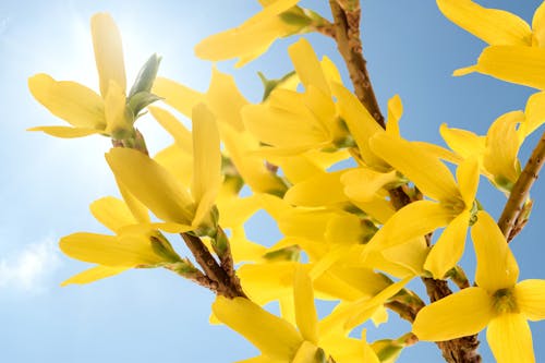 Beautifully blooming yellow flowers of forsythia