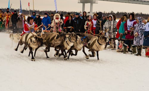 A Crowd Watching a Winter Sled Race