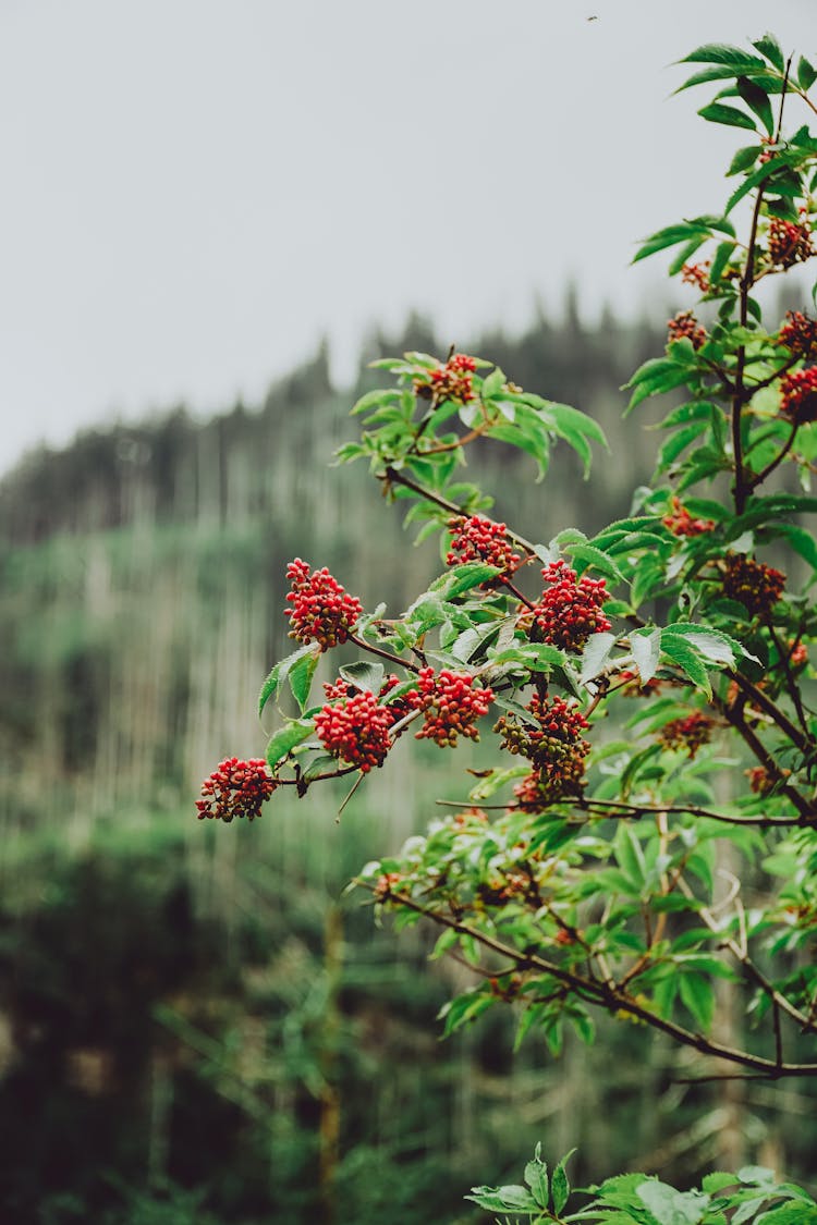 Red Elderberries On A Shrub