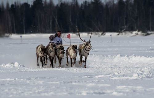 A Reindeer Sleigh in Winter