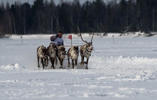 Dogs on Snow Covered Ground