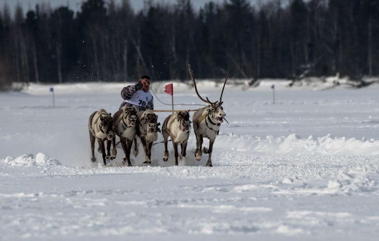 A Reindeer Sleigh In Winter