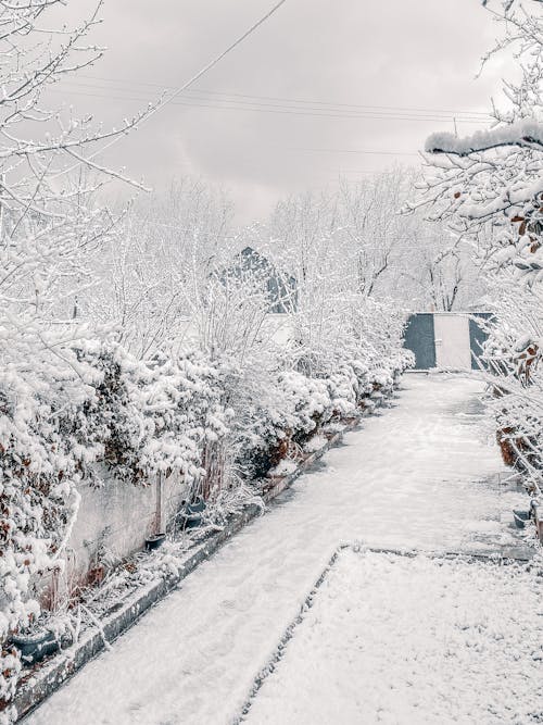 Snow Covered Trees and Pathway