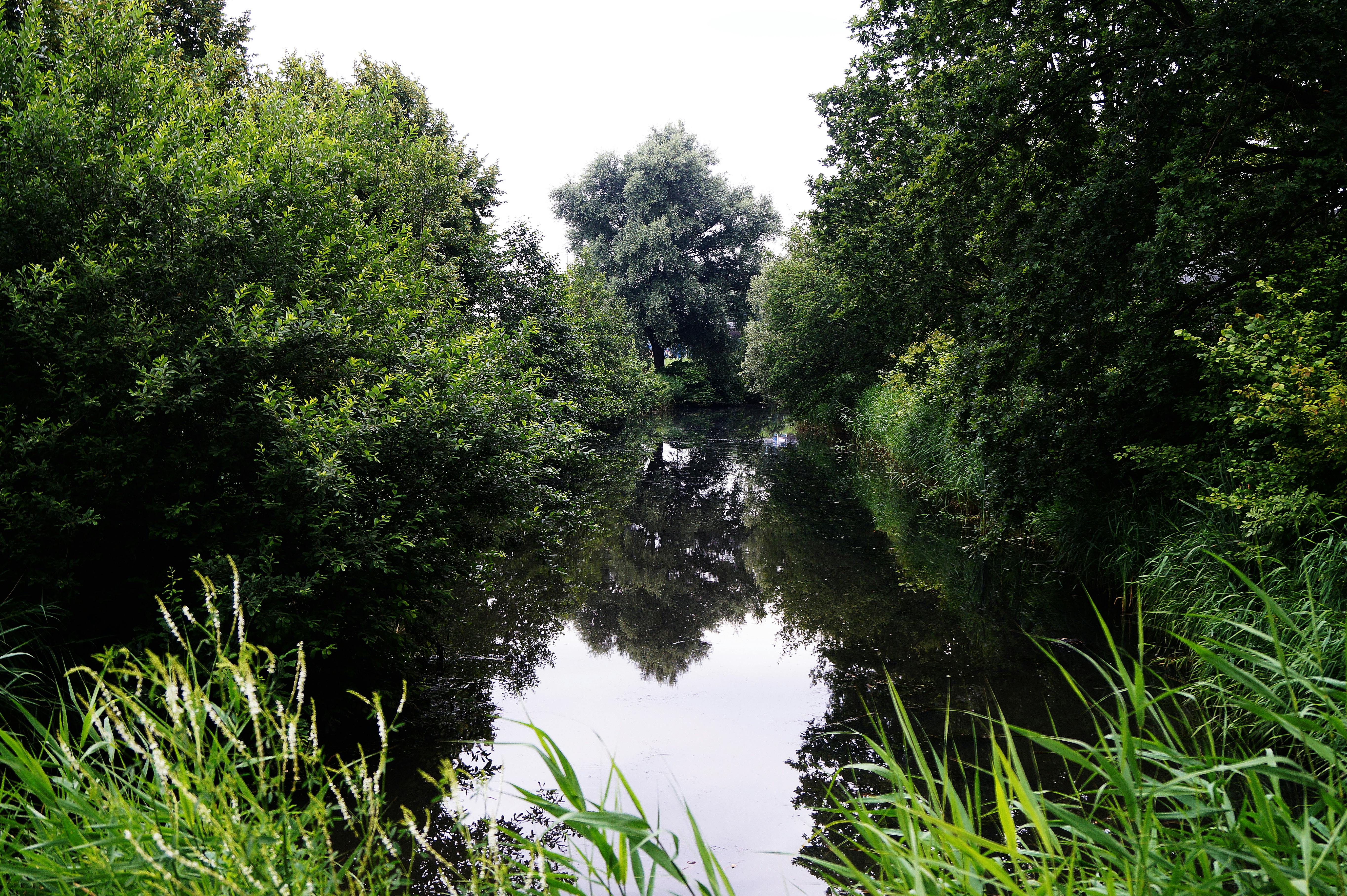 郁郁葱葱的绿色植物环绕着宁静的河流，倒影清晰，是大自然爱好者的理想选择