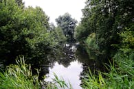 郁郁葱葱的绿色植物环绕着宁静的河流，倒影清晰，是大自然爱好者的理想选择