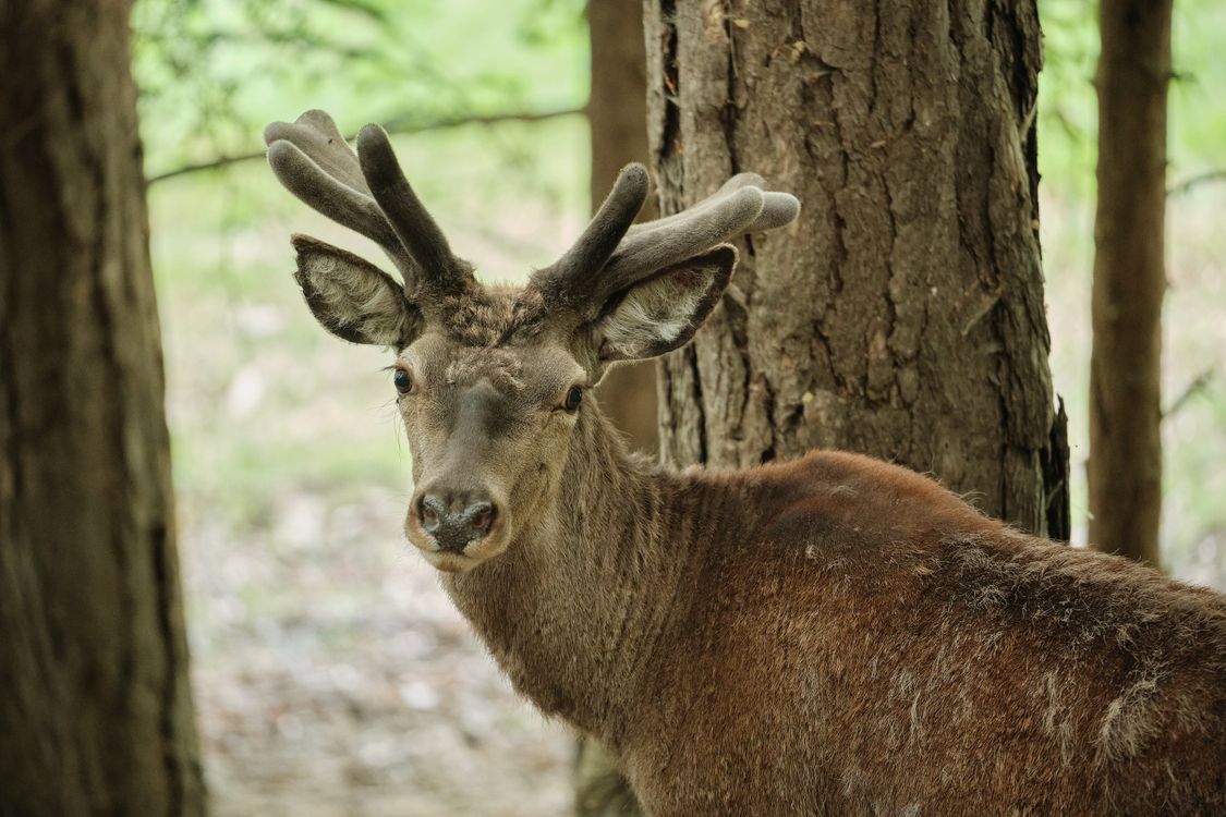 A Deer in a Forest · Free Stock Photo