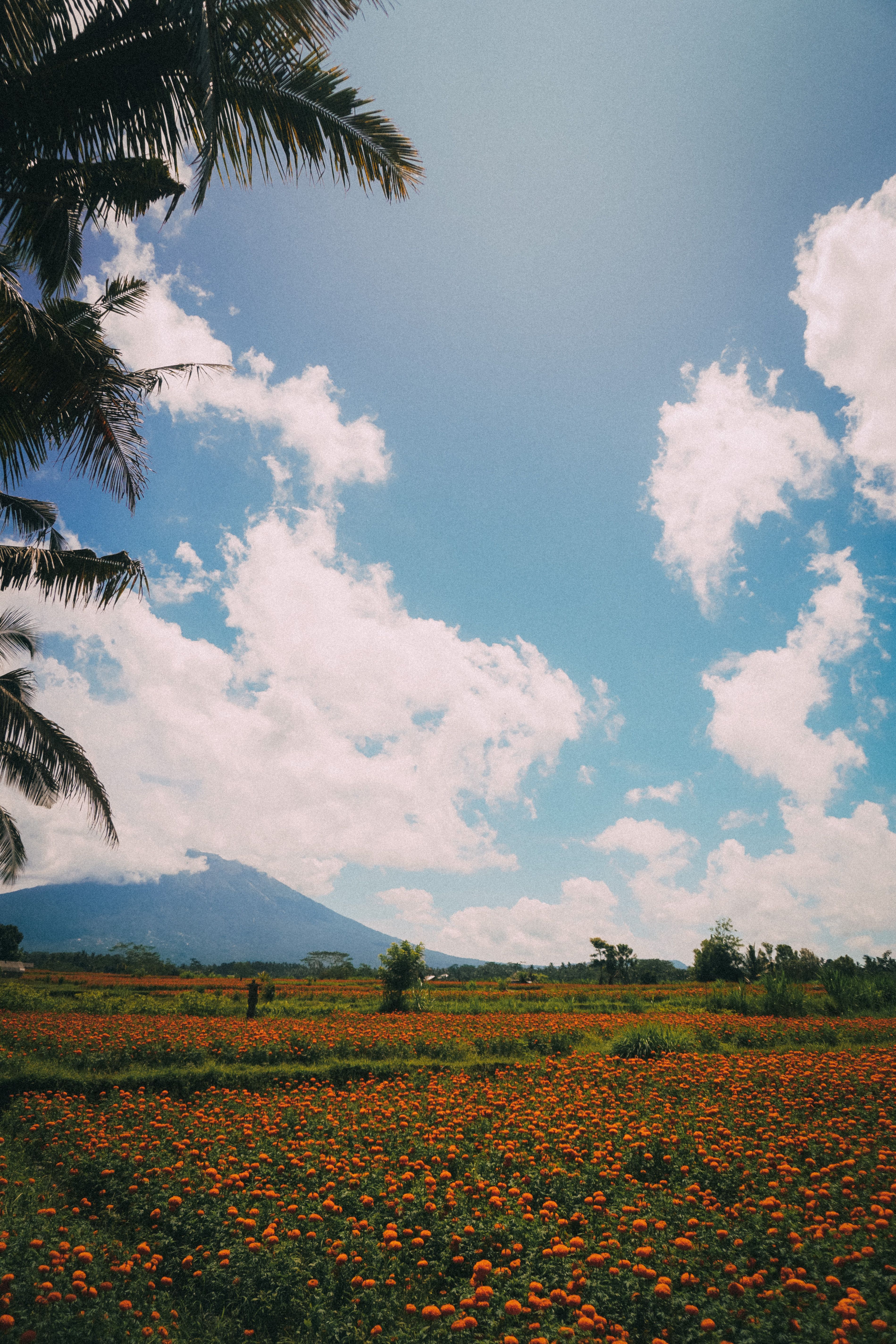 Green Grass Field Near Mountain Under White Clouds and Blue Sky · Free ...