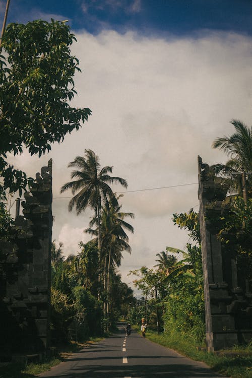 垂直拍攝, 天性, 棕櫚樹 的 免費圖庫相片