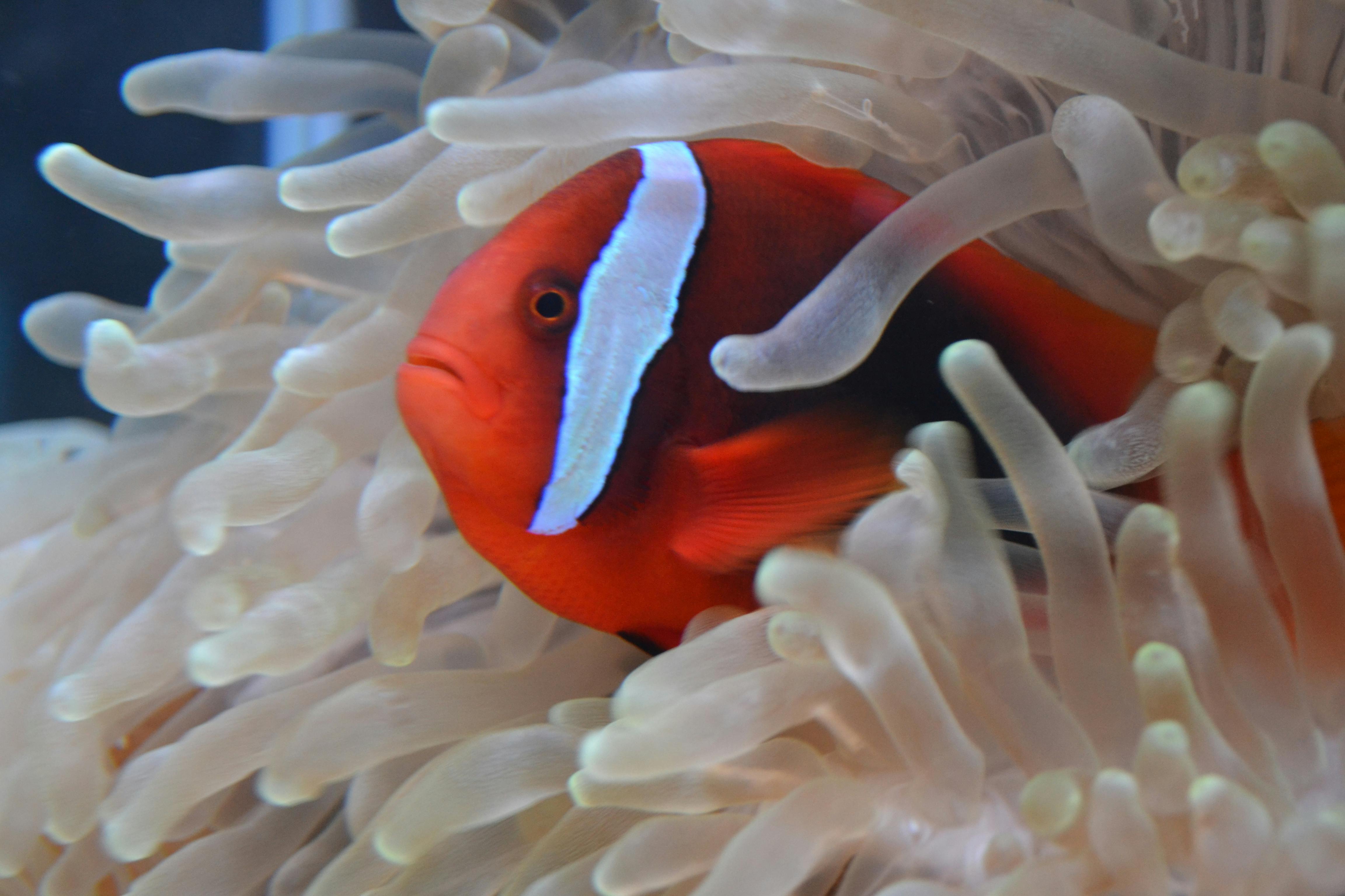 Photo Gratuite De Aquarium Poisson Poisson Clown