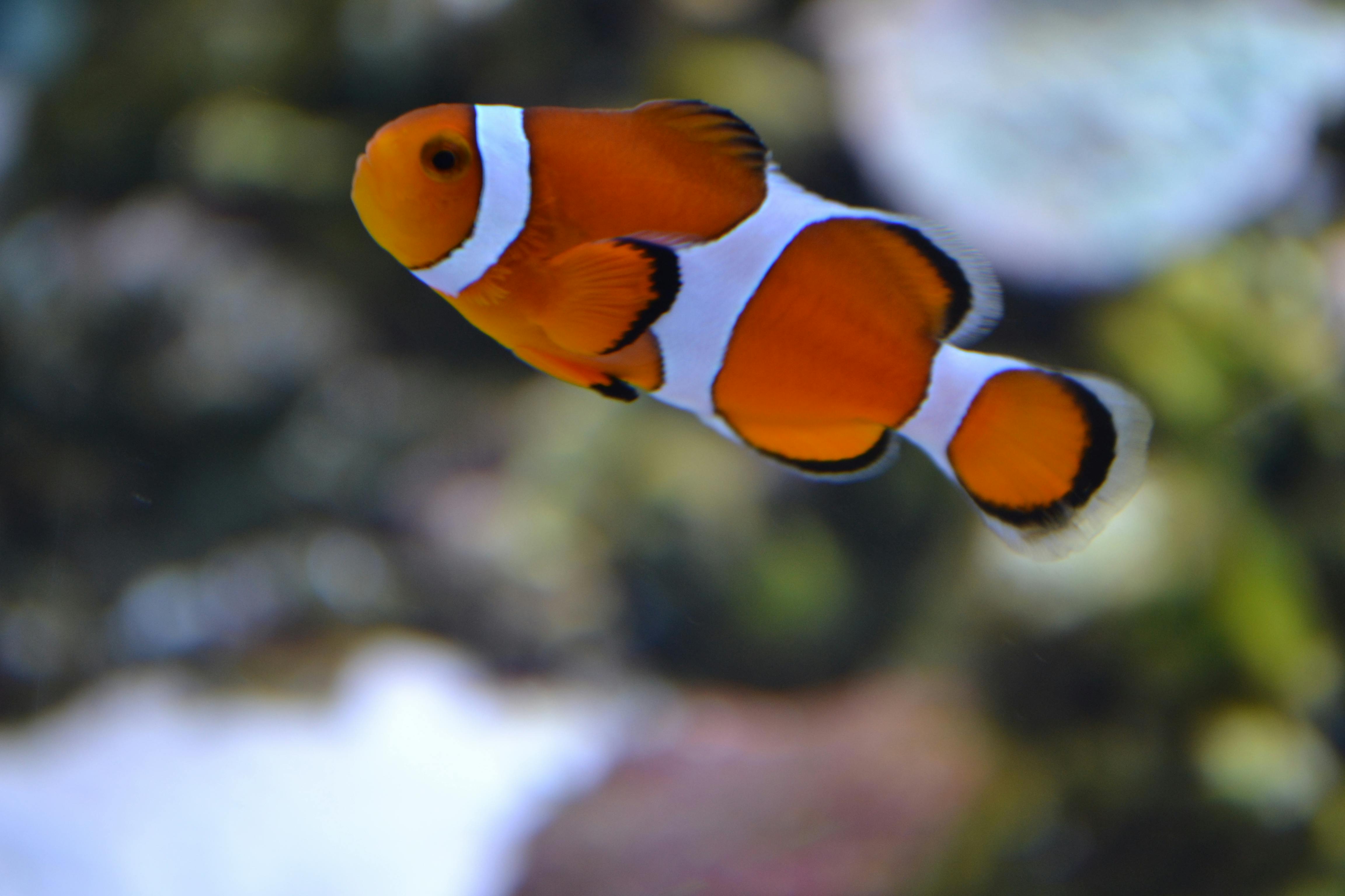 Free stock photo of Clown fish, fish, fish tank