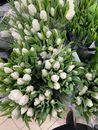 Bouquets of White Tulip Flowers Wrapped with Clear Plastic