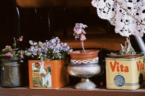 Ingyenes stockfotó beltéri növények, cserepek, dekoráció témában