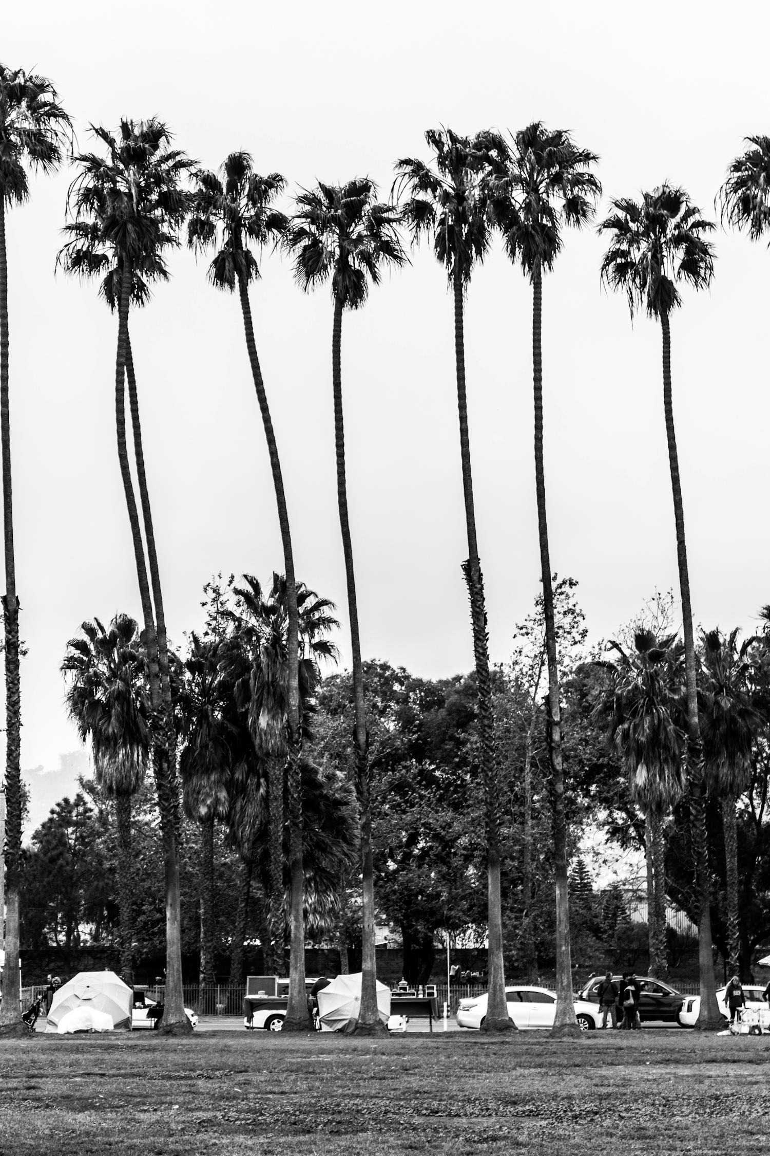Free stock photo of 4k wallpaper, black and white, palm trees