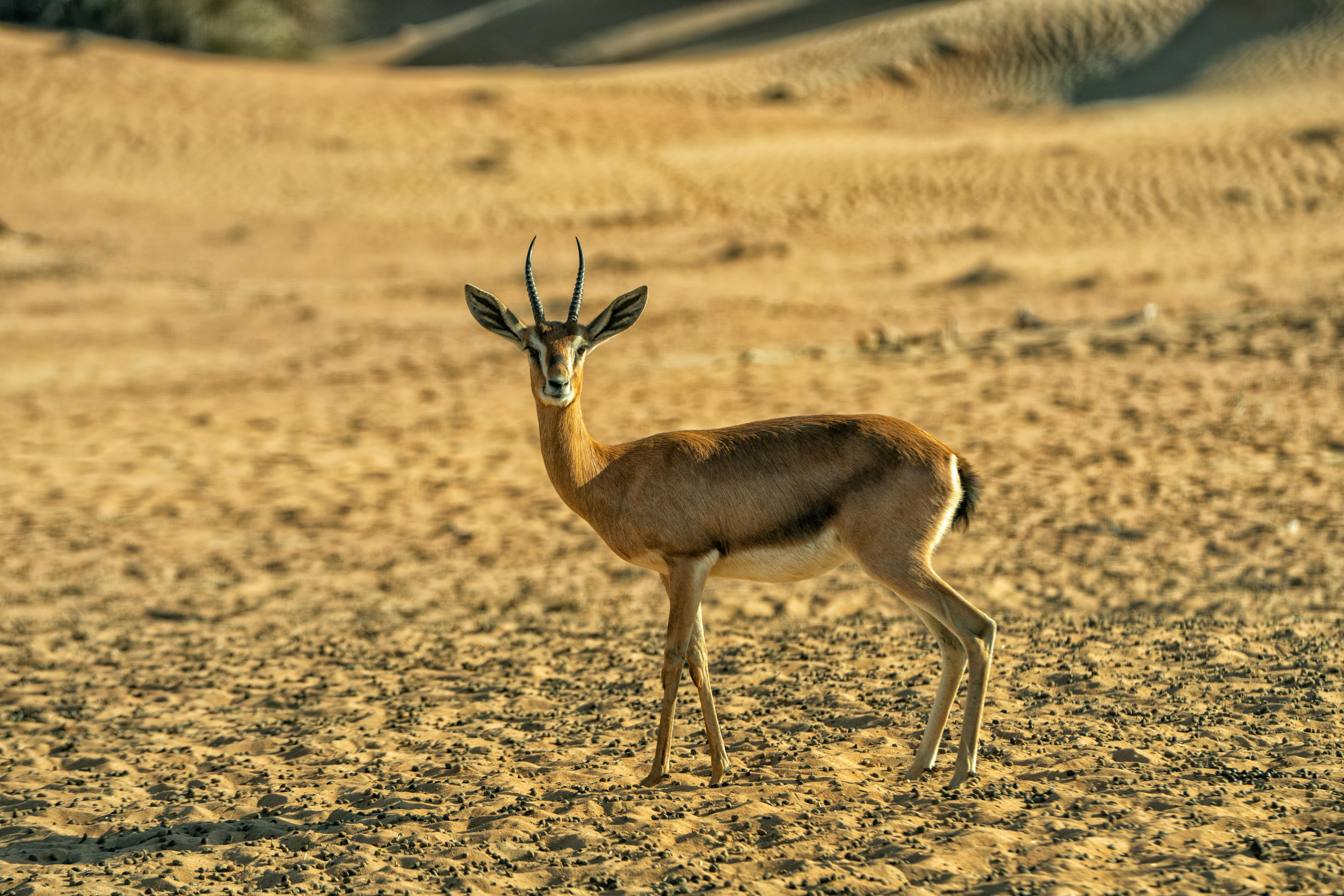 grátis Foto profissional grátis de África, amável, animais selvagens Foto profissional
