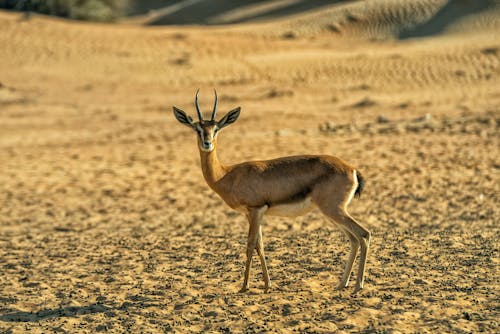 Dorcas Gazelle Morocco on the Ground
