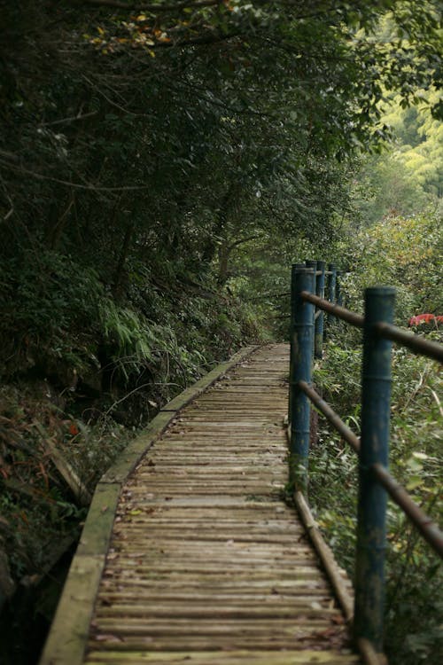 Wooden Trail in the Forest 