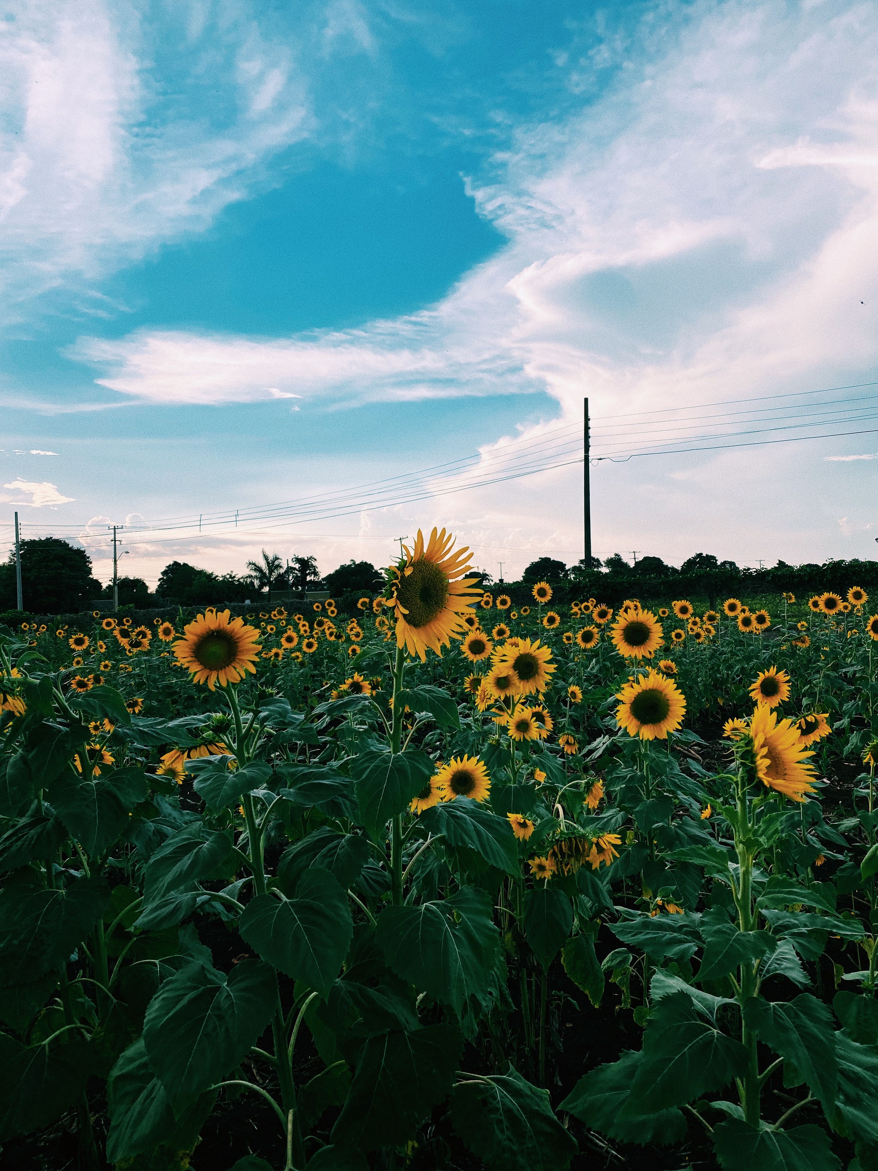 View of a Sunflower Field under Blue Sky · Free Stock Photo
