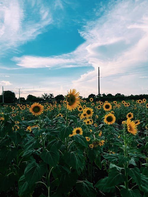 Kostnadsfri bild av blå himmel, blommor, fält