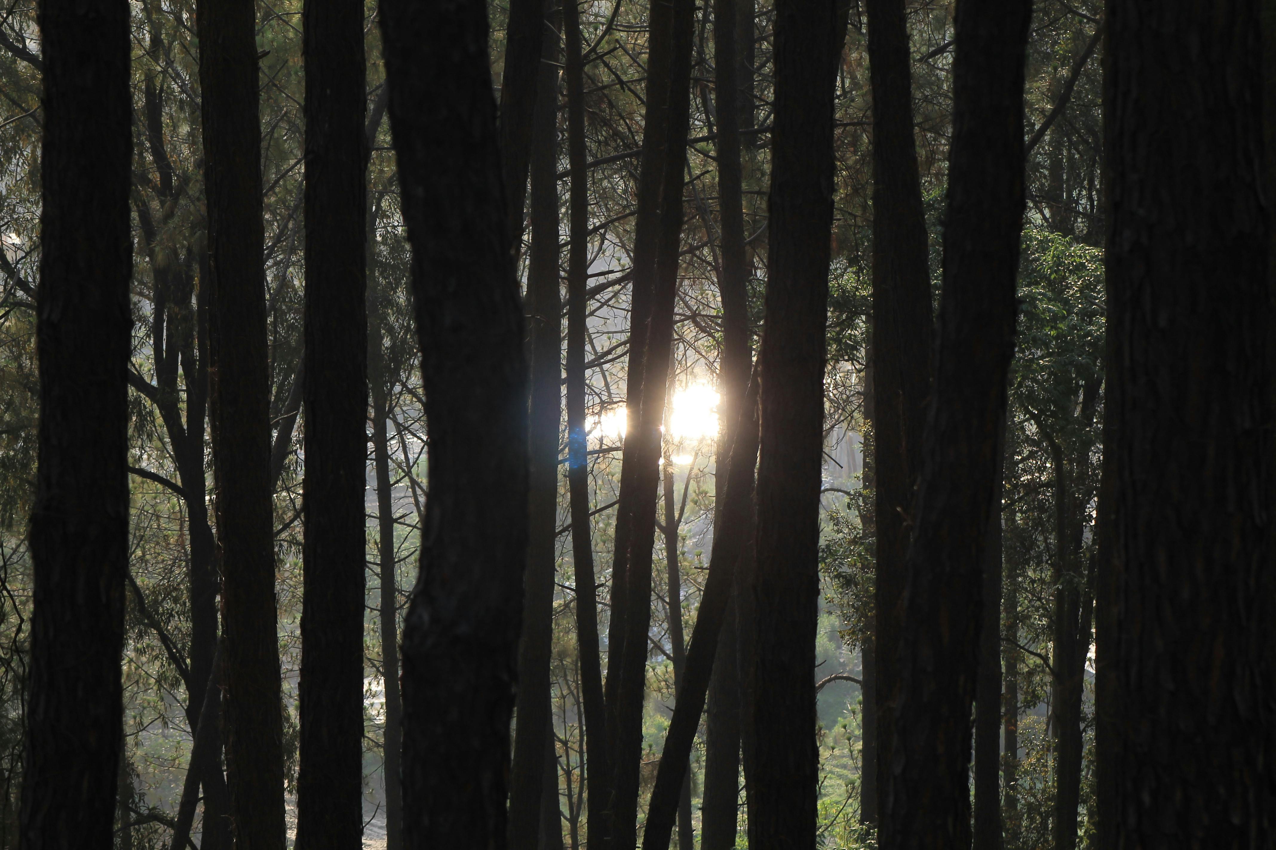 Free stock photo of #forest, big trees, sun glare