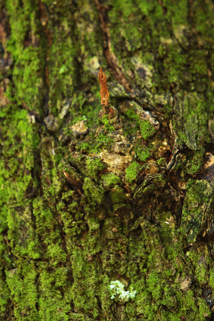 Green Moss On Tree Trunk