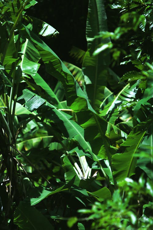 Immagine gratuita di foglie di banano, lussureggiante, tiro verticale