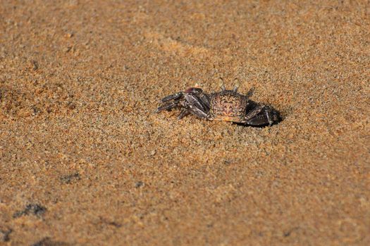 High-angle view of a crab in its natural habitat on a sandy beach.