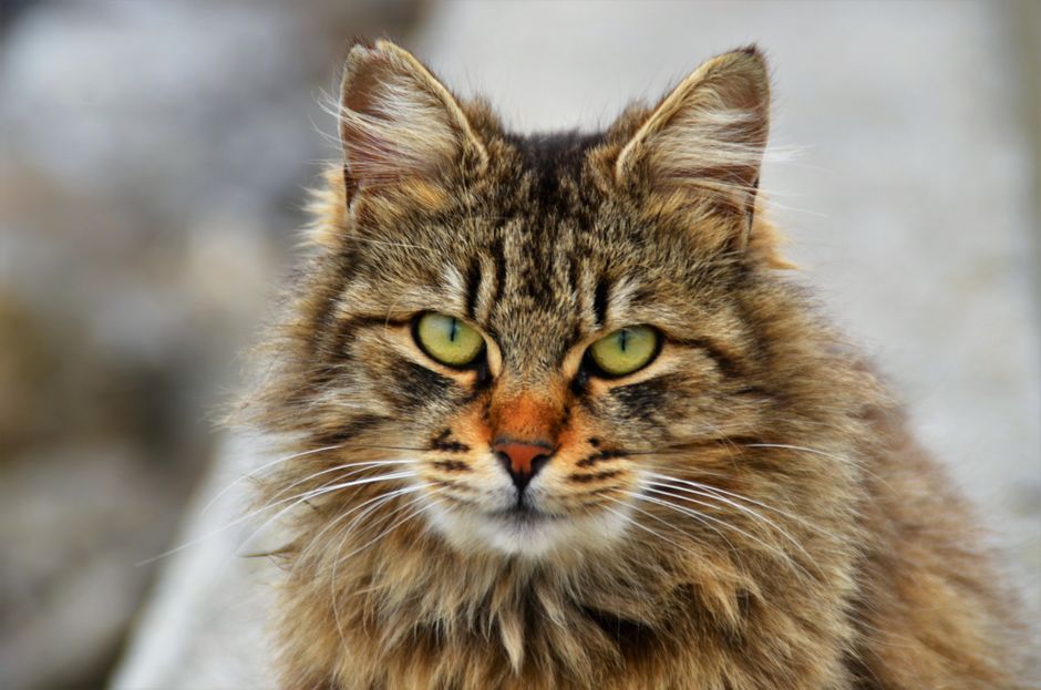 A stunning close-up of a Maine Coon cat with soft, fluffy fur and piercing green eyes.