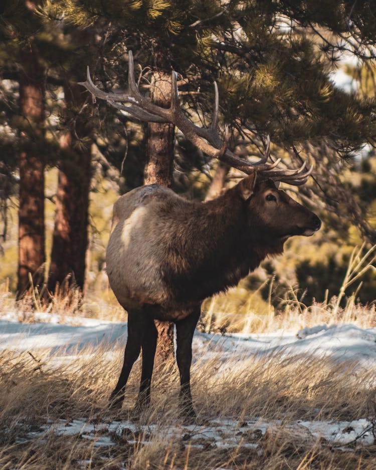 An Elk With Antler In The Wild