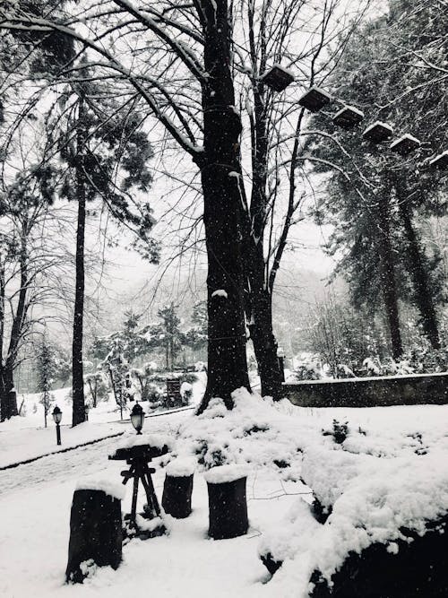 Snowy Park in Winter