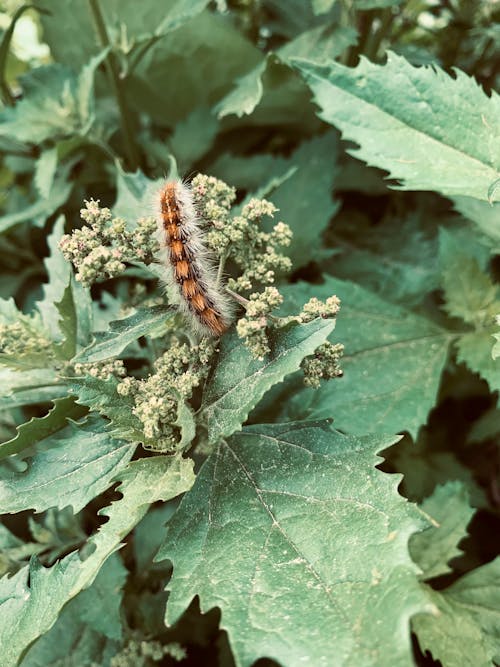 Free stock photo of butterfly, caterpillar, green leaves