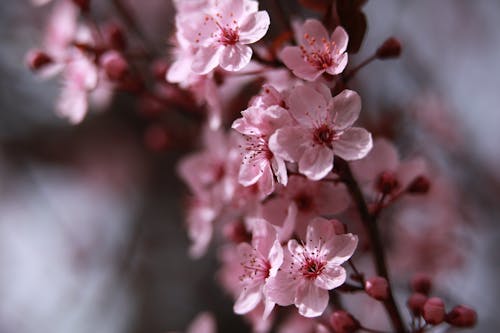 Pink Cherry Blossom in Close Up Photography