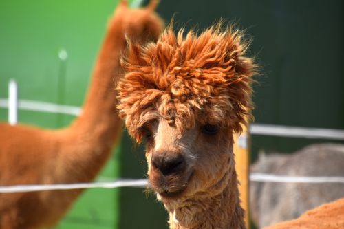 Free A cute alpaca with fluffy hair enjoying a sunny day in a fenced outdoor area. Stock Photo