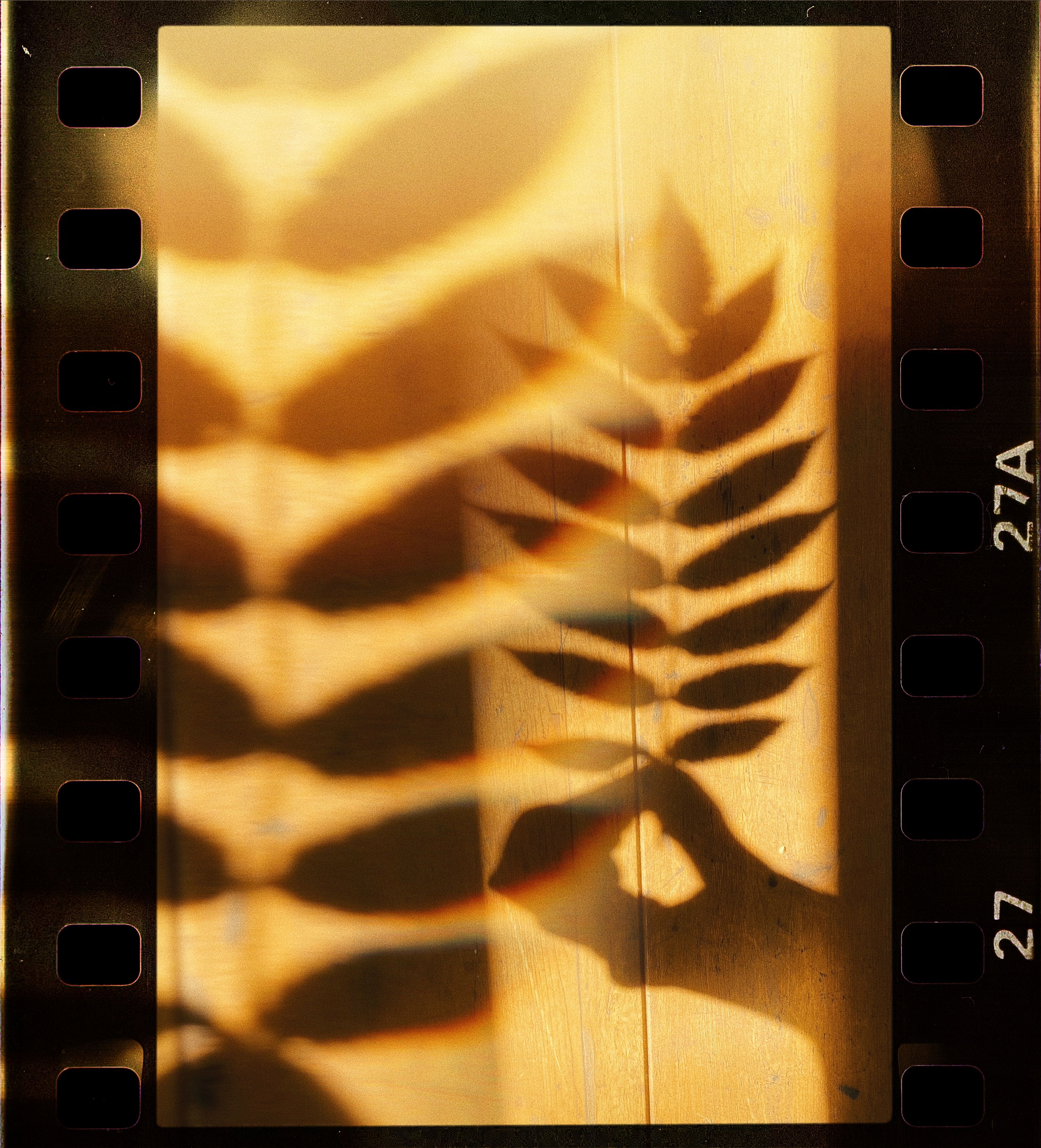 shadow of hand holding a leaf on film