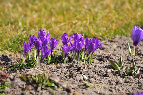 Free Close-Up Shot of Blooming Crocus Scepusiensis on the Ground
 Stock Photo