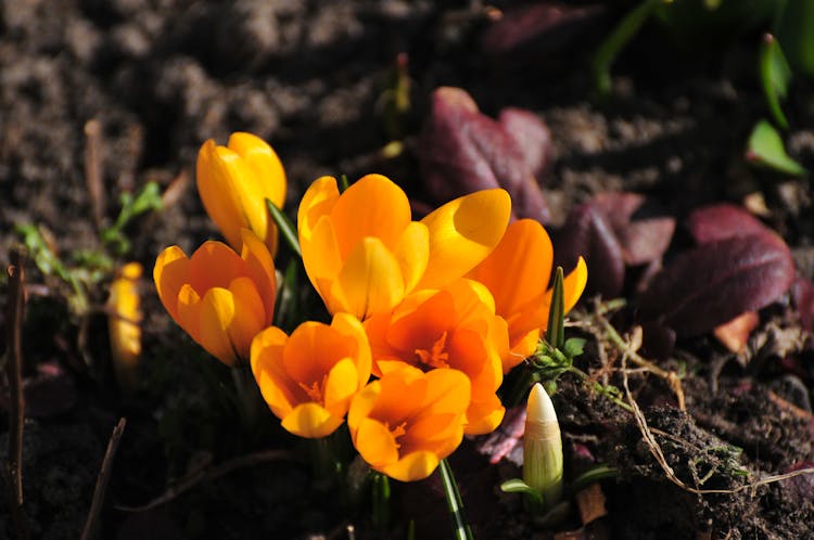 Close-Up Shot Of Blooming Crocus Flavus On The Ground

