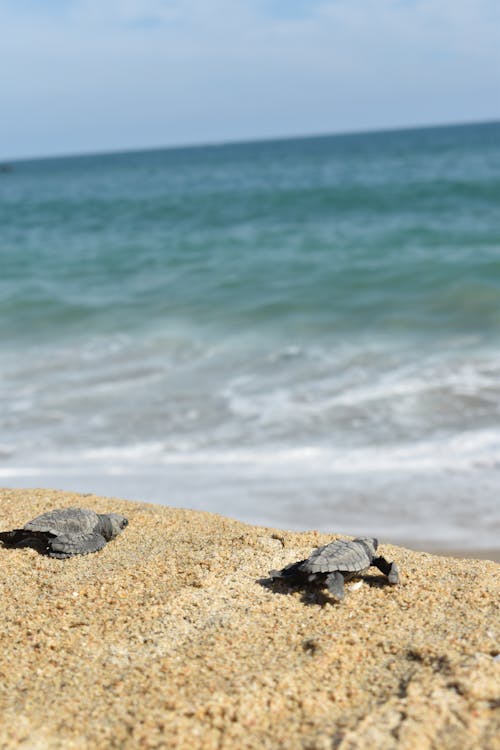 Free stock photo of baby tutles, beach, turtles