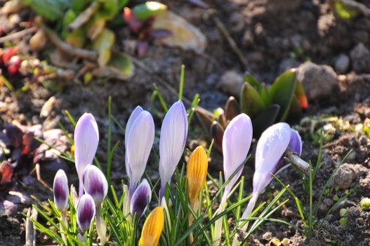 Close-up of colorful crocus flowers blooming in a sunny garden during spring.