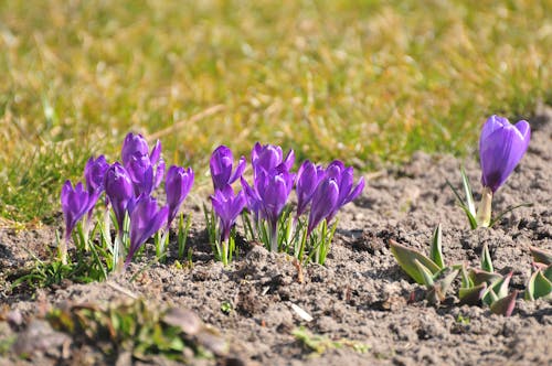 Purple Crocus Flowers in Bloom