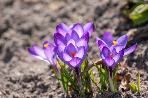 Základová fotografie zdarma na téma detail, květiny, kvetoucí