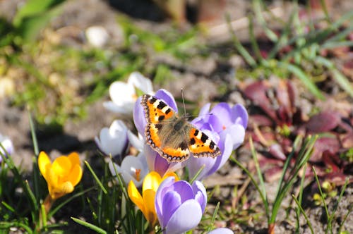 Foto d'estoc gratuïta de enfocament selectiu, flor, insecte