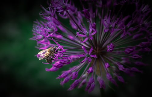 Photos gratuites de abeille, allium hollandais, fermer