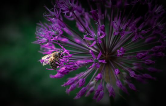 Macro Shot of a Bee Perched on a Flower