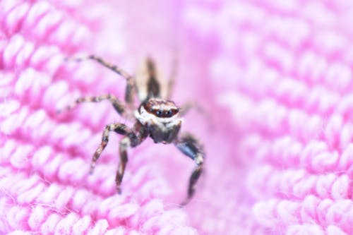 Free stock photo of jumping spider, pink background