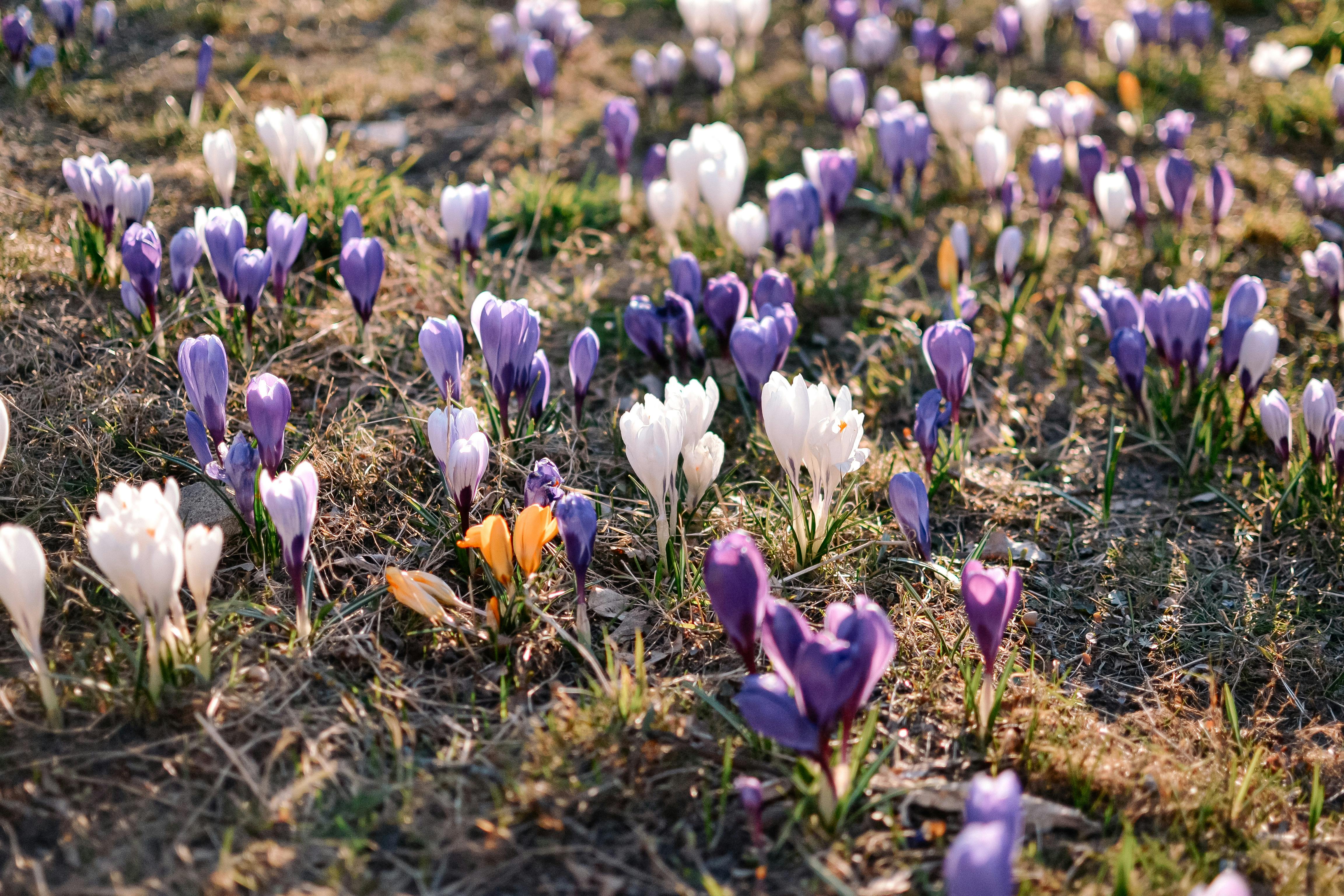 Autumn Crocus Meadow — Transylvanian Saxon Villages Romania