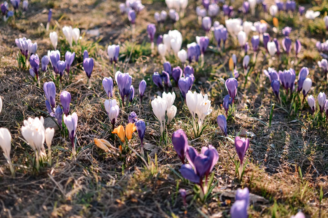 White and Purple Crocus Flowers in Bloom