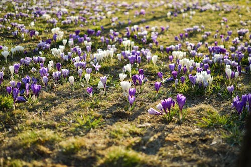 Kostnadsfri bild av anläggning, blomfotografi, blommor