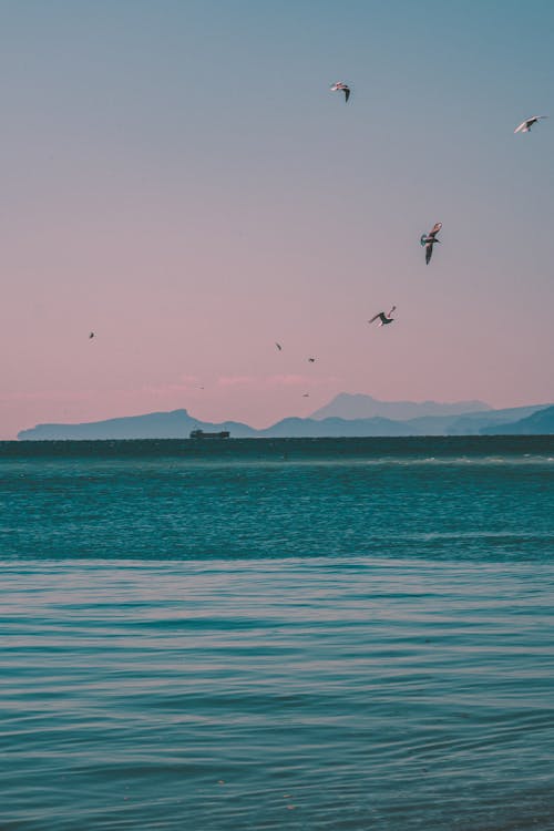 Бесплатное стоковое фото с вертикальный выстрел, водоем, восход