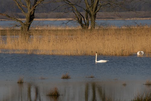 bezplatná Základová fotografie zdarma na téma fotografie ptáků, jezero, labutě Základová fotografie