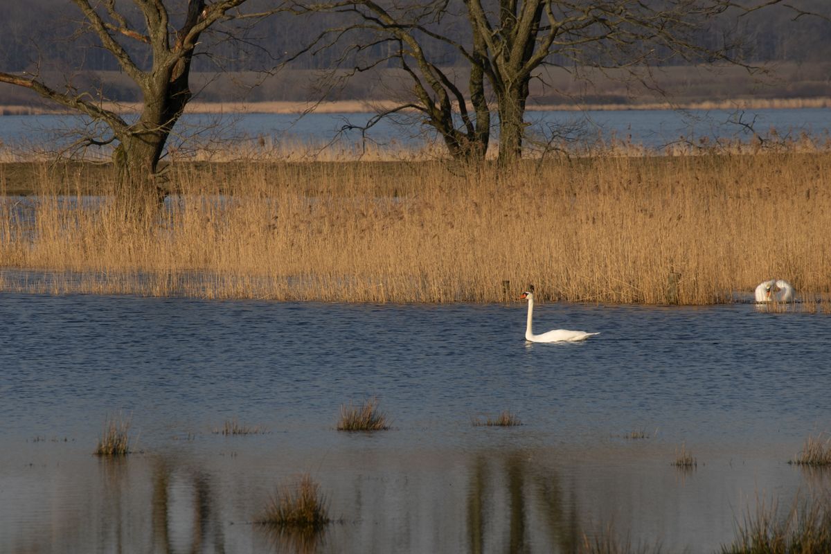 Lebada de vara pe un lac cu stufaris auriu