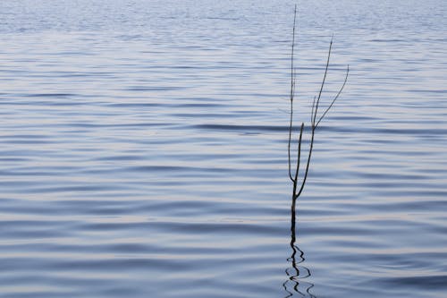 反射, 樹枝, 水體 的 免費圖庫相片